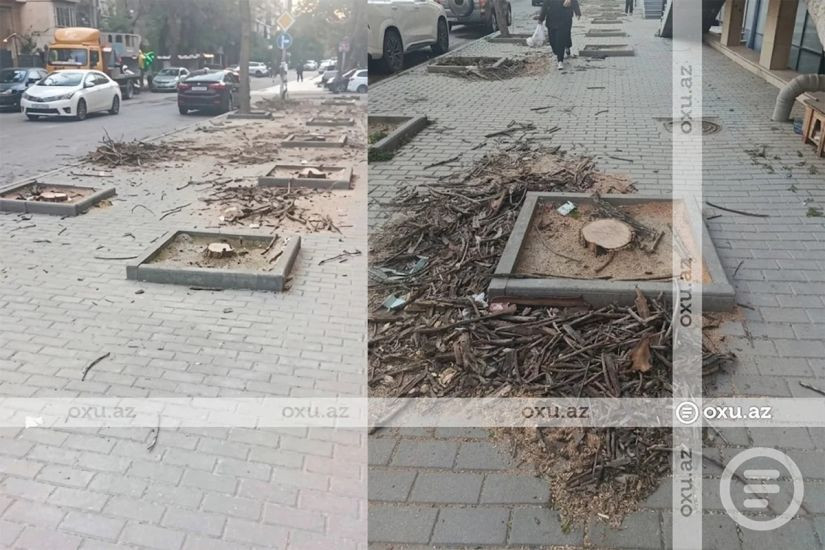 Nərimanovda ağaclar kütləvi şəkildə məhv edilib&nbsp;