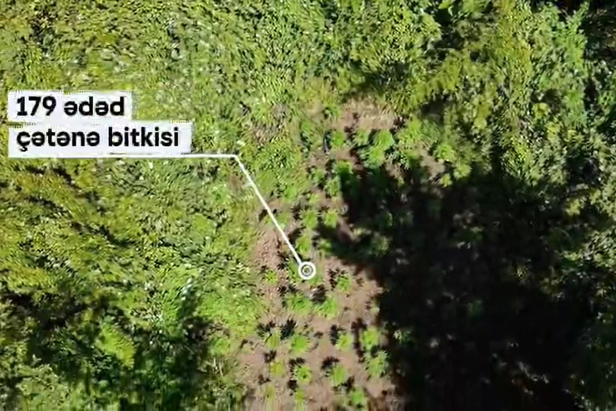 Hirkan Milli Parkında narkotik yetişdirirlərmiş...