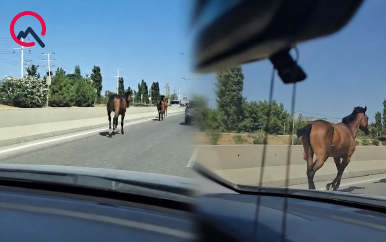 Bakıda magistral yolda qaçan cins atlar kimindir? - VİDEO