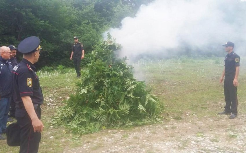 Polis 3,2 ton çətənə kolunu məhv etdi